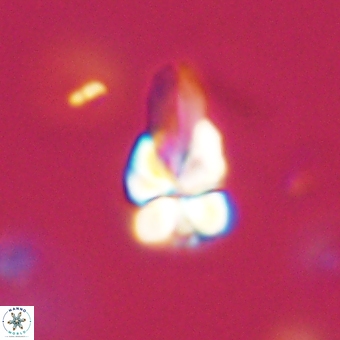 Sphenolithus didymikoryfi 69119