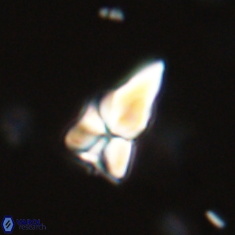 Sphenolithus didymikoryfi 69125