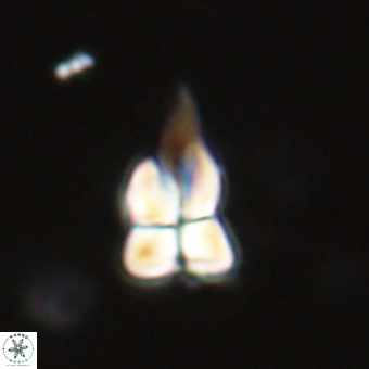 Sphenolithus didymikoryfi 69126