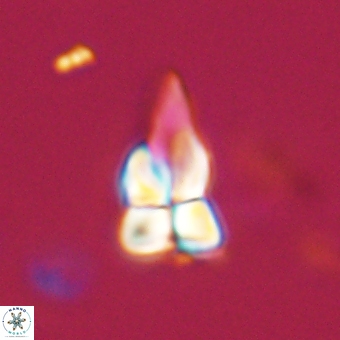 Sphenolithus didymikoryfi 69127
