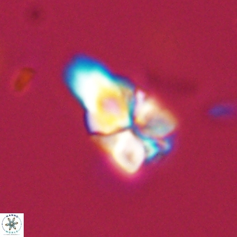 Sphenolithus didymikoryfi 69120