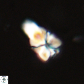 Sphenolithus didymikoryfi 69121