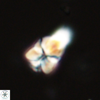 Sphenolithus didymikoryfi 69122