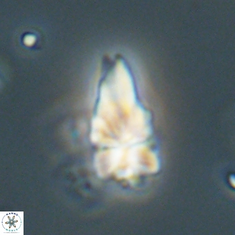 Sphenolithus didymikoryfi 69134