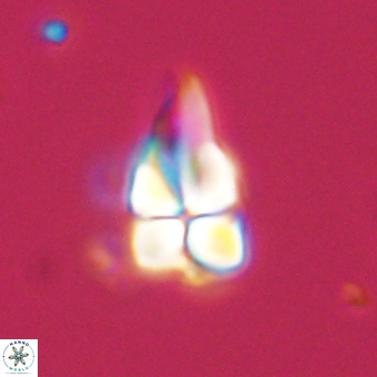 Sphenolithus didymikoryfi 69135
