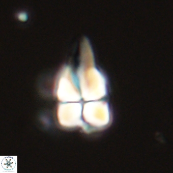 Sphenolithus didymikoryfi 69136