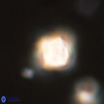 Sphenolithus didymikoryfi 69137