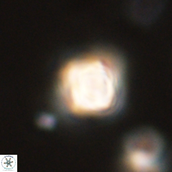 Sphenolithus didymikoryfi 69137