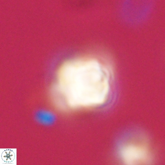 Sphenolithus didymikoryfi 69138