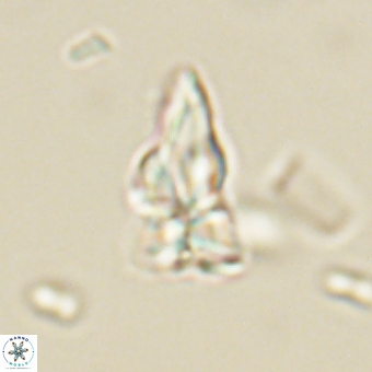Sphenolithus didymikoryfi 69130