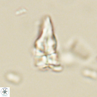 Sphenolithus didymikoryfi 69131