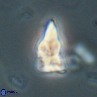 Sphenolithus didymikoryfi 69132