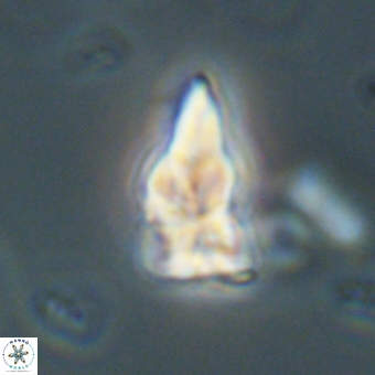 Sphenolithus didymikoryfi 69132