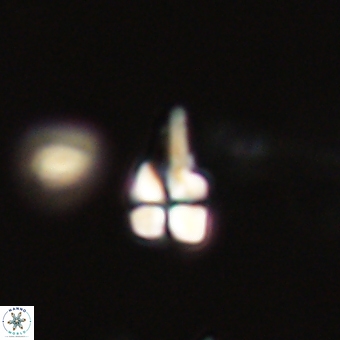 Sphenolithus didymikoryfi 69146