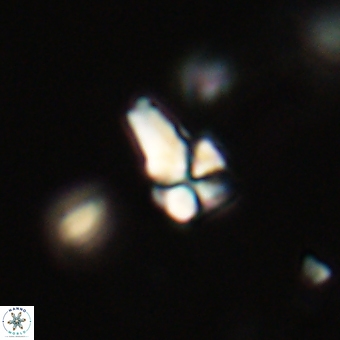 Sphenolithus didymikoryfi 69147