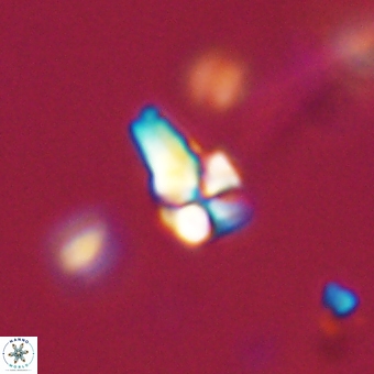 Sphenolithus didymikoryfi 69148