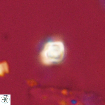 Sphenolithus didymikoryfi 69149