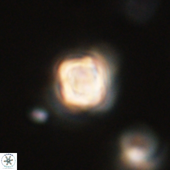 Sphenolithus didymikoryfi 69140