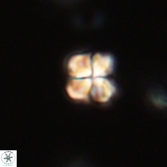 Sphenolithus didymikoryfi 69141