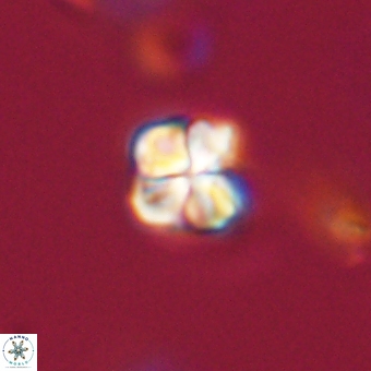 Sphenolithus didymikoryfi 69142