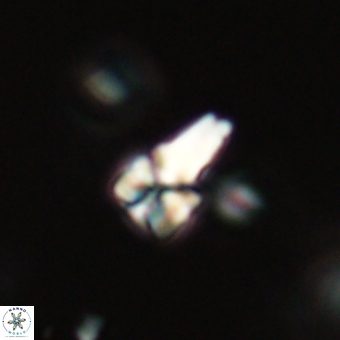 Sphenolithus didymikoryfi 69143
