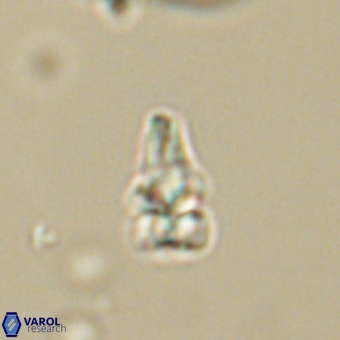 Sphenolithus didymikoryfi 69154