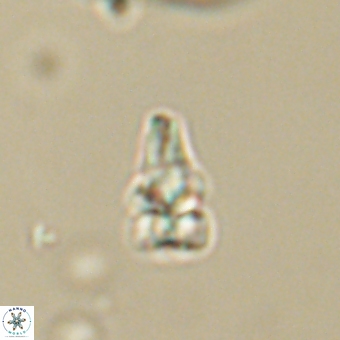 Sphenolithus didymikoryfi 69154