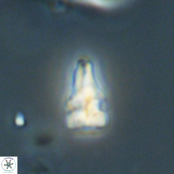 Sphenolithus didymikoryfi 69155