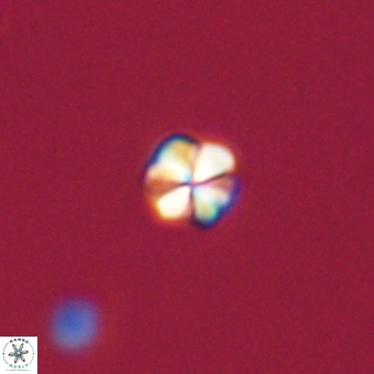 Sphenolithus didymikoryfi 69152