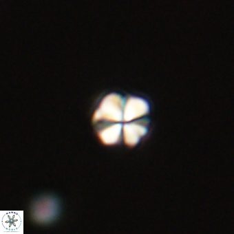 Sphenolithus didymikoryfi 69153