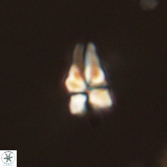 Sphenolithus didymikoryfi 69607