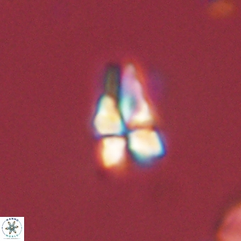 Sphenolithus didymikoryfi 69608