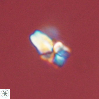Sphenolithus didymikoryfi 69609