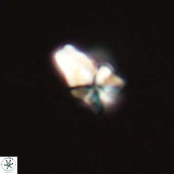 Sphenolithus didymikoryfi 69614