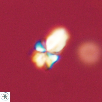 Sphenolithus didymikoryfi 69616