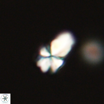 Sphenolithus didymikoryfi 69617