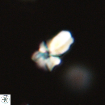 Sphenolithus didymikoryfi 69618