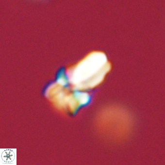 Sphenolithus didymikoryfi 69619