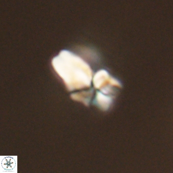 Sphenolithus didymikoryfi 69610