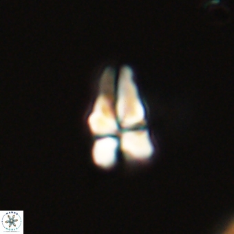 Sphenolithus didymikoryfi 69611
