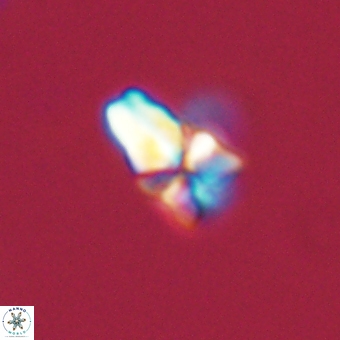 Sphenolithus didymikoryfi 69613