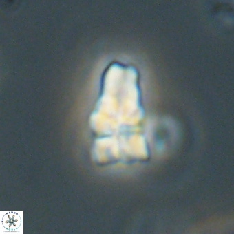 Sphenolithus didymikoryfi 69624