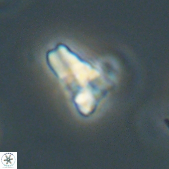 Sphenolithus didymikoryfi 69625