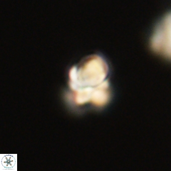 Sphenolithus didymikoryfi 69627