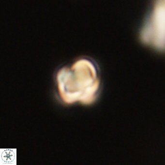 Sphenolithus didymikoryfi 69628