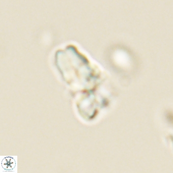 Sphenolithus didymikoryfi 69621