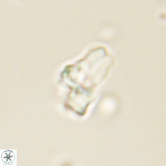 Sphenolithus didymikoryfi 69622