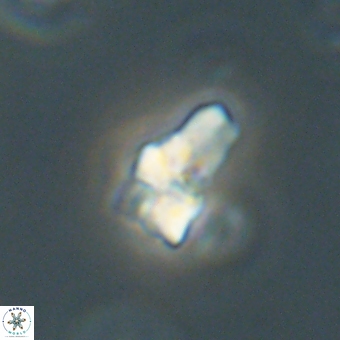 Sphenolithus didymikoryfi 69623