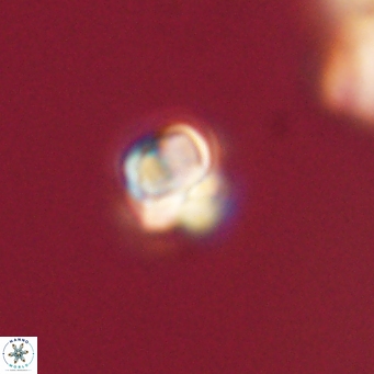 Sphenolithus didymikoryfi 69630
