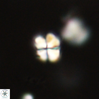 Sphenolithus didymikoryfi 69632